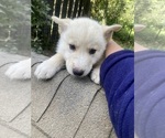Puppy 6 Swiss Shepherd-Timber Wolf Mix