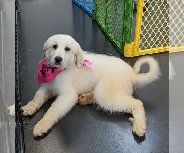Medium Photo #4 Great Pyrenees Puppy For Sale in Vail, AZ, USA