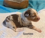 Puppy Puppy 4 Miniature American Shepherd