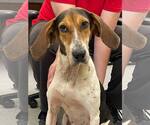 Small Treeing Walker Coonhound