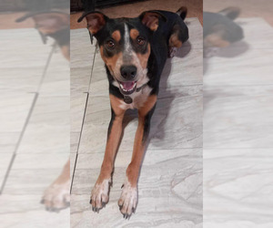 Mutt Dogs for adoption in phoenix, AZ, USA