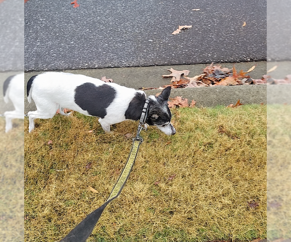 Medium Photo #2 Rat Terrier Puppy For Sale in Atlanta, GA, USA