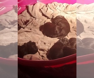 Scottish Terrier-Unknown Mix Puppy for sale in MANCELONA, MI, USA