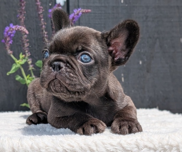 Medium Photo #29 French Bulldog Puppy For Sale in GOSHEN, IN, USA