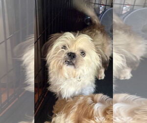 Lhasa Apso-Unknown Mix Dogs for adoption in Wheaton, IL, USA