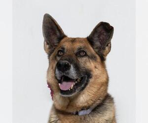 German Shepherd Dog Dogs for adoption in Santa Maria, CA, USA