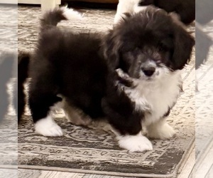 Medium Goldendoodle-Pembroke Welsh Corgi Mix