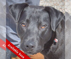 Mutt Dogs for adoption in Huntley, IL, USA