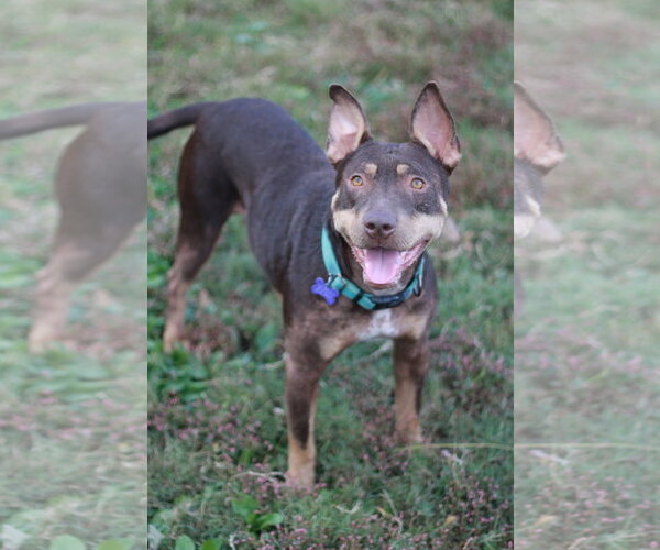 Medium Photo #6 American Pit Bull Terrier-Australian Kelpie Mix Puppy For Sale in Cookeville, TN, USA
