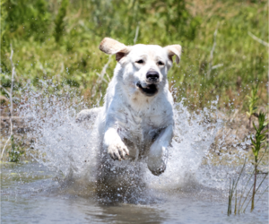 Father of the Labrador Retriever puppies born on 09/24/2025