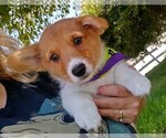 Small Photo #13 Pembroke Welsh Corgi Puppy For Sale in ARROYO GRANDE, CA, USA