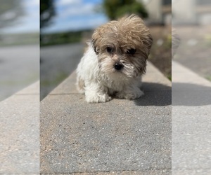 Havanese Puppy for sale in CANOGA, NY, USA