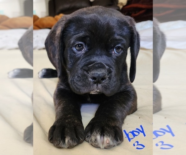 Medium Photo #3 Mastiff Puppy For Sale in MERCED, CA, USA