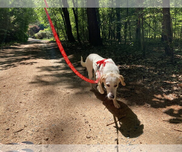 Medium Photo #7 Labrador Retriever-Unknown Mix Puppy For Sale in Holly Springs, NC, USA