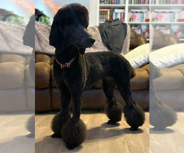 Medium Photo #2 Poodle (Standard)-Unknown Mix Puppy For Sale in Grafton, WI, USA