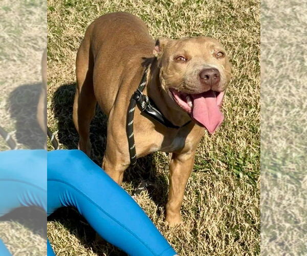 Medium Photo #4 American Staffordshire Terrier-Staffordshire Bull Terrier Mix Puppy For Sale in Brewster, NY, USA