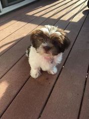 Lhasa Apso Puppy for sale in MONUMENT, CO, USA