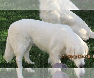 Father of the English Cream Golden Retriever puppies born on 10/20/2025