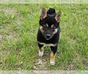 Shiba Inu Puppy for sale in CLARK, MO, USA