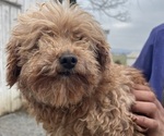 Small Photo #1 Poovanese Puppy For Sale in GILLETT, PA, USA