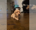 Puppy light green Golden Retriever