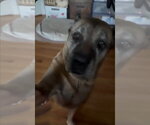 Small #1 Mastiff Mix