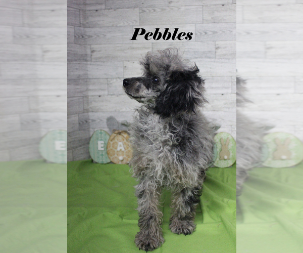 Medium Photo #15 Poodle (Toy) Puppy For Sale in CHANUTE, KS, USA