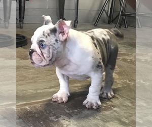 Bulldog Puppy for Sale in MISSOURI CITY, Texas USA