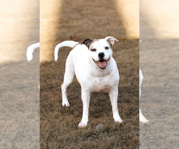 Medium Photo #20 Bullboxer Pit Puppy For Sale in McKinney, TX, USA