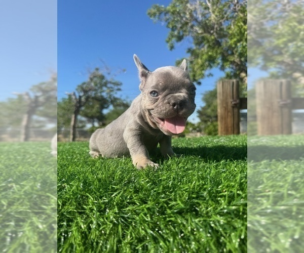 Medium Photo #3 French Bulldog Puppy For Sale in LA JOLLA, CA, USA