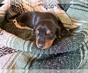 Medium Dachshund