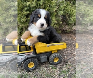 Bernese Mountain Dog Puppy for sale in MIDDLEBURY, IN, USA
