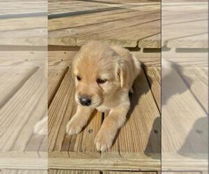 Golden Labrador Dog for Adoption in GIRARD, Kansas USA