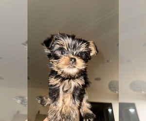 Yorkshire Terrier Puppy for Sale in STUDIO CITY, California USA