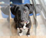 Small #2 English Foxhound Mix