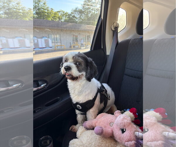 Medium Photo #3 Shih Tzu Puppy For Sale in Oakhurst, NJ, USA