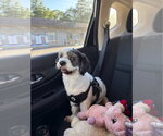 Small #2 Shih Tzu