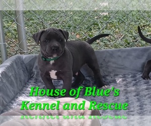 American Pit Bull Terrier Puppy for sale in DELAWARE, OH, USA