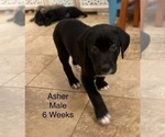 Puppy Asher Labrador Retriever-Unknown Mix