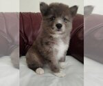 Small Photo #6 Pomsky Puppy For Sale in MARTINSBURG, WV, USA