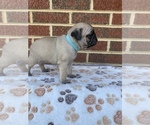 Small Photo #12 Pug Puppy For Sale in CHATTANOOGA, TN, USA