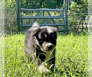 Australian Shepherd Puppy for sale in DRUMMONDS, TN, USA