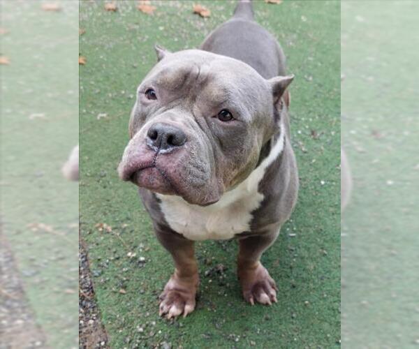 Medium Photo #1 Mutt Puppy For Sale in Woodland, CA, USA