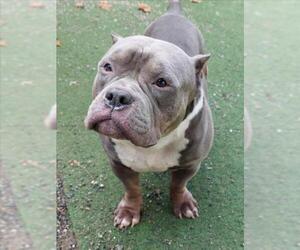 Mutt Dogs for adoption in Woodland, CA, USA