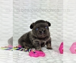 French Bulldog Puppy for sale in FRANKLIN, IN, USA