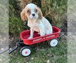 Small Cavalier King Charles Spaniel