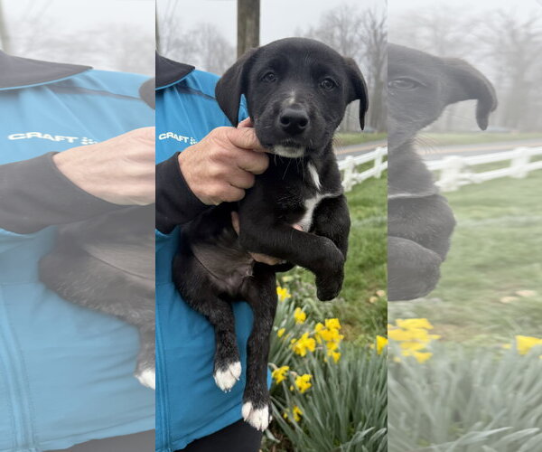 Medium Photo #7 Border Collie-Unknown Mix Puppy For Sale in Landenberg, PA, USA