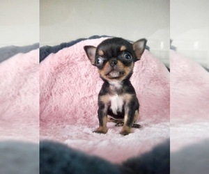 Chihuahua Puppy for sale in ASTORIA, NY, USA