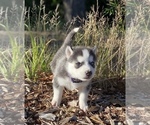 Small Photo #9 Siberian Husky Puppy For Sale in LYNNWOOD, WA, USA