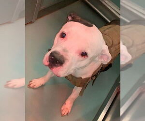 Mutt Dogs for adoption in Moreno Valley, CA, USA